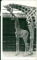 ANIMALS : G - Vintage Photograph