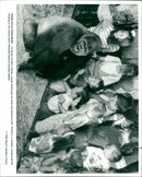 ANIMALS : G - Vintage Photograph