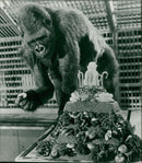 ANIMALS : G - Vintage Photograph