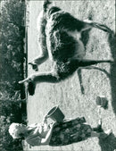 ANIMALS : G - Vintage Photograph