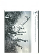 ANIMALS : G - Vintage Photograph