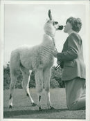 ANIMALS : G - Vintage Photograph