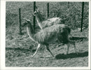 NEWGUARDIAN 15 x 10 REF J johon se shared prostbansas ANIMALS : 6 odeca - Vintage Photograph