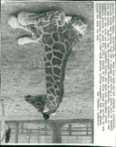 ANIMALS : G - Vintage Photograph