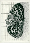 ANIMALS : G - Vintage Photograph