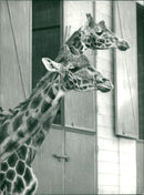 ANIMALS : G - Vintage Photograph
