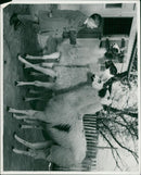 ANIMALS : G - Vintage Photograph