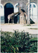 ANIMALS : G - Vintage Photograph