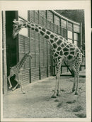 ANIMALS : G - Vintage Photograph
