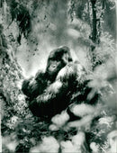 ANIMALS : G - Vintage Photograph