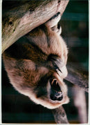 ANIMALS : G - Vintage Photograph