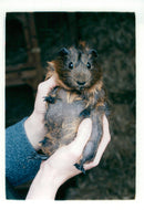 ANIMALS : G - Vintage Photograph