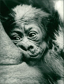 ANIMALS : G - Vintage Photograph