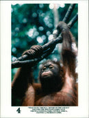 ANIMALS : G - Vintage Photograph