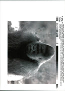 ANIMALS : G - Vintage Photograph