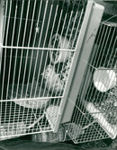 ANIMALS : G - Vintage Photograph