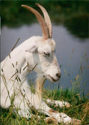 ANIMALS : G - Vintage Photograph