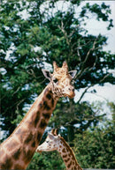 ANIMALS : G - Vintage Photograph