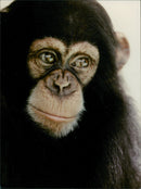 MOnkey. - Vintage Photograph