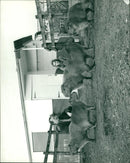 ANIMALS WILD C - Vintage Photograph