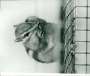 ANIMALS C - Vintage Photograph