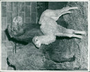 ANIMALS C - Vintage Photograph