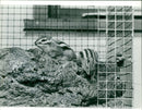 ANIMALS C - Vintage Photograph