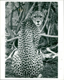 ANIMALS - Vintage Photograph