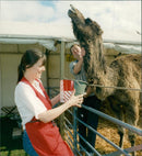 ANIMALS C - Vintage Photograph