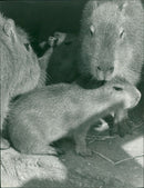 ANIMALS WILD C - Vintage Photograph