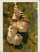 ANIMALS C - Vintage Photograph