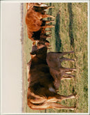 ANIMALS : C - Vintage Photograph