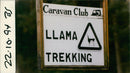Animals : Strange sign of Llamas - Vintage Photograph