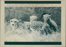 Animals : Cheetah Cubs - Vintage Photograph