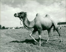 Animals : The Camel - Vintage Photograph
