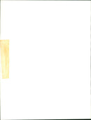 Animals : The Wild Cat - Vintage Photograph