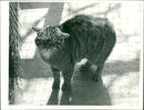 Animals : The Wild Cat - Vintage Photograph