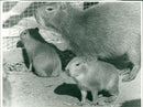 Animals : Capybaras - Vintage Photograph