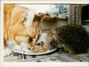 Animals : Cat and Hedgehog - Vintage Photograph