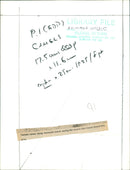 Animals : Camels - Vintage Photograph