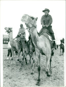 Animals : Camels - Vintage Photograph