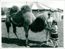 Animals : The Camel - Vintage Photograph