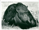 Animals : The Chimpanzee - Vintage Photograph
