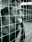 Animals : The Chimpanzee - Vintage Photograph