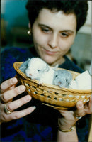 Animals : Chinchillas - Vintage Photograph
