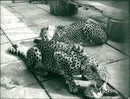 Animals : Cheetahs - Vintage Photograph