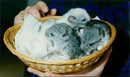 Animals : The Chinchilla - Vintage Photograph
