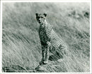 Animals : Cheetah - Vintage Photograph
