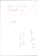 Animals : Cheetah - Vintage Photograph