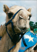Animals : The Camel - Vintage Photograph